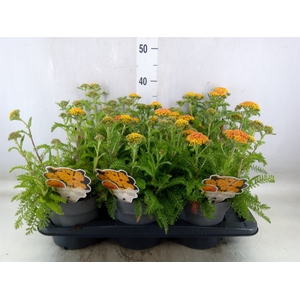 Achillea millef.