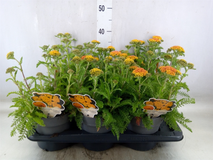 <h4>Achillea millef.</h4>