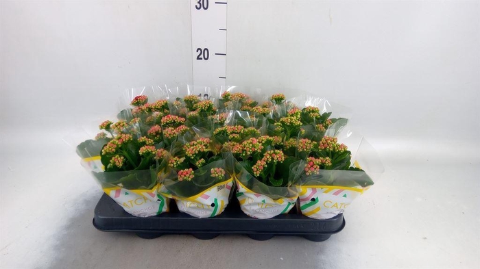 <h4>Kalanchoe blos. 'Garbo Lilac'</h4>
