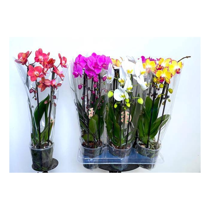 <h4>Phalaenopsis Elegans Cascade 12Ø 45cm 2st 16fl</h4>