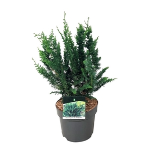 Chamaecyparis o. 'Teddy Bear'