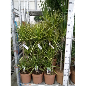 Dracaena marg. 'Sunray'