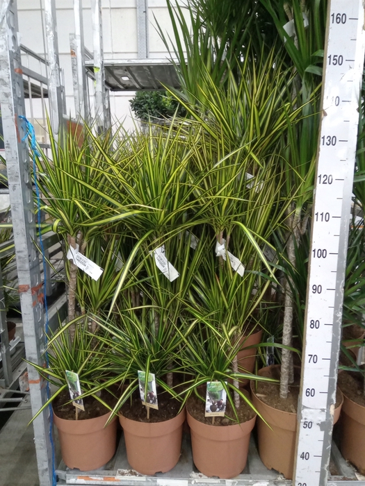 <h4>Dracaena marg. 'Sunray'</h4>