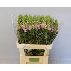 Antir Legend Light Pink