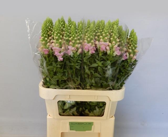 <h4>Antir Legend Light Pink</h4>