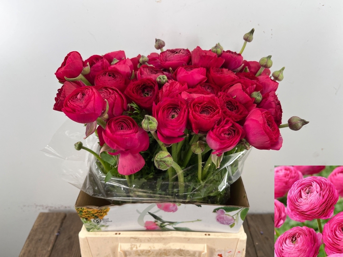 <h4>RANUNCULUS OV</h4>