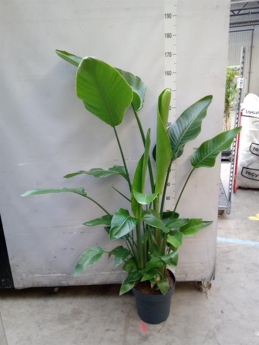 <h4>Strelitzia nicolai</h4>