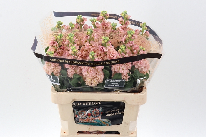 <h4>Matth Iron Apricot</h4>