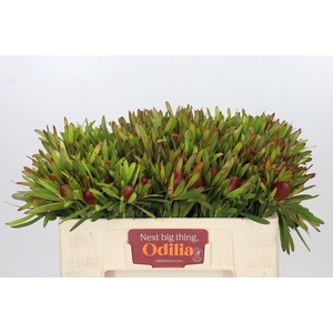 Leucadendron Ayoba Cherry Pearl