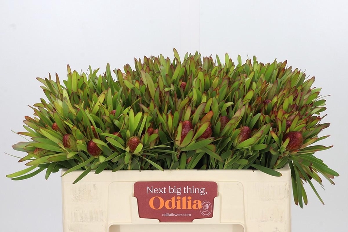 <h4>Leucadendron Ayoba Cherry Pearl</h4>