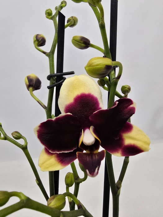 <h4>Limited 33 week 9</h4>