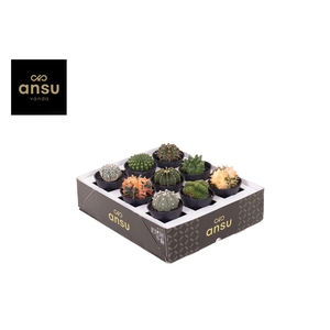 Special Cactus Mix in sierpot