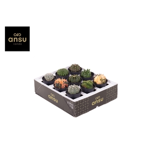 Special Cactus Mix in sierpot