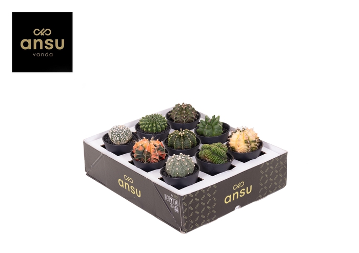 CACTUS OV