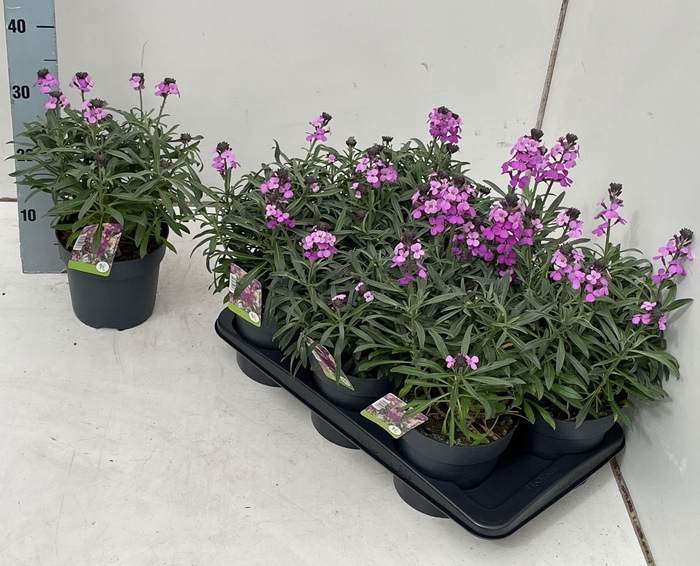 <h4>ERYS BOWLES MAUVE</h4>