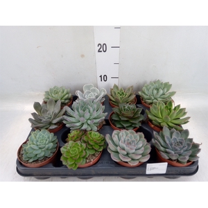 Echeveria   ...mix