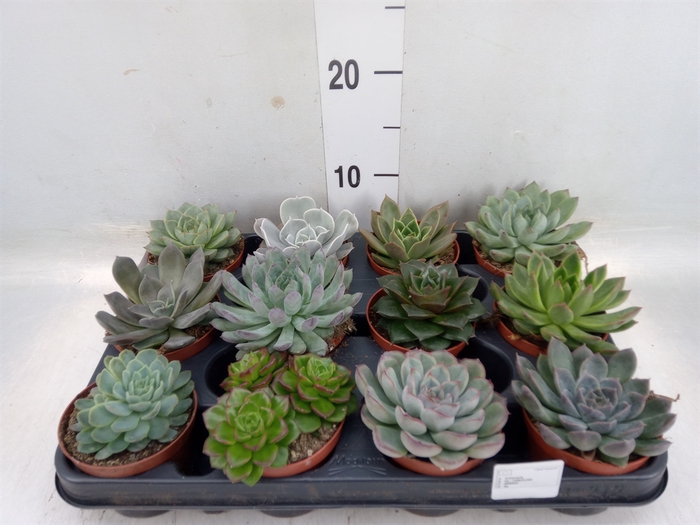 <h4>Echeveria   ...mix</h4>