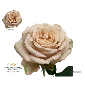 Rosa Premium Sahara