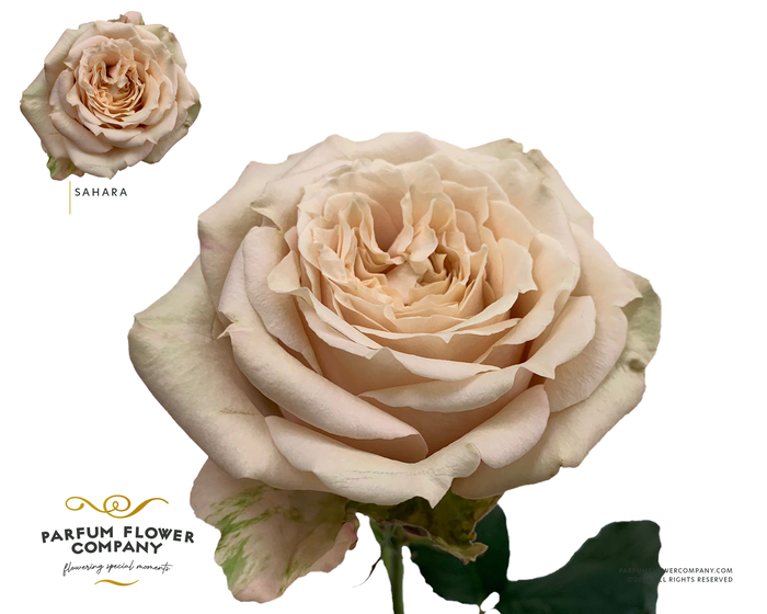 <h4>Rosa Premium Sahara</h4>