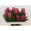 Protea Cynaroides Madiba