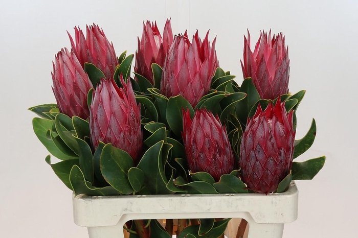 <h4>Protea Cynaroides Madiba</h4>
