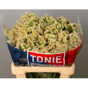 LIM S APRI SUN BIRDS