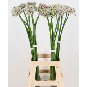 ALLIUM SILVERSPRING