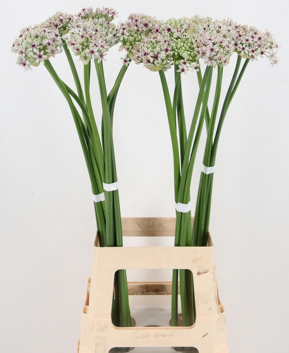 <h4>ALLIUM SILVERSPRING</h4>