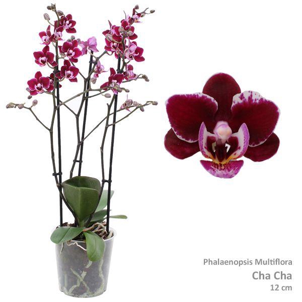 <h4>Phal. Multiflora "Bluebird Sky" 3-tak</h4>