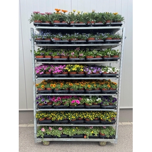 Perkplanten Mixkar 13 cm