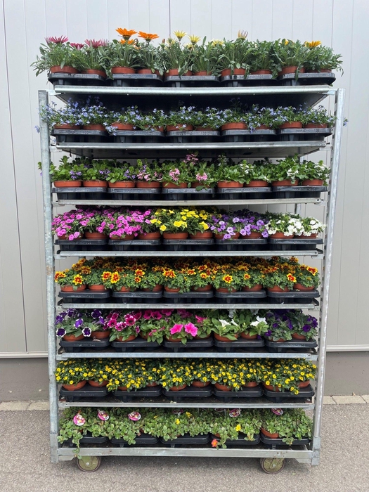 <h4>Perkplanten Mixkar 13 cm</h4>