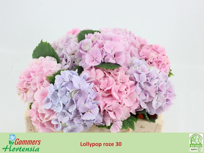 <h4>HYDR M CH LOLLYPP RZ</h4>