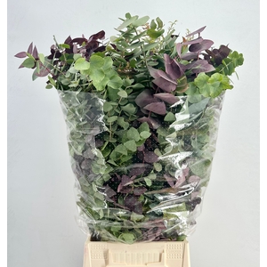 Euca Stuartiana Autunno Lang 300 Gram