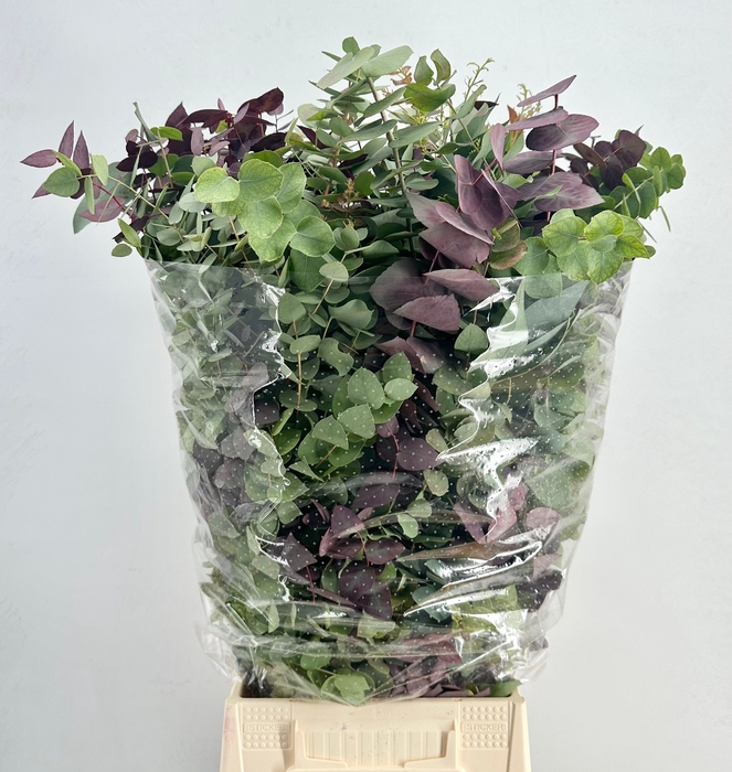 <h4>Euca Stuartiana Autunno Lang 300 Gram</h4>