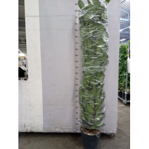 Ficus cyathistipula