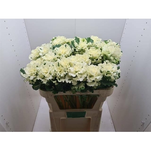 BRASS CRANE RU WHITE