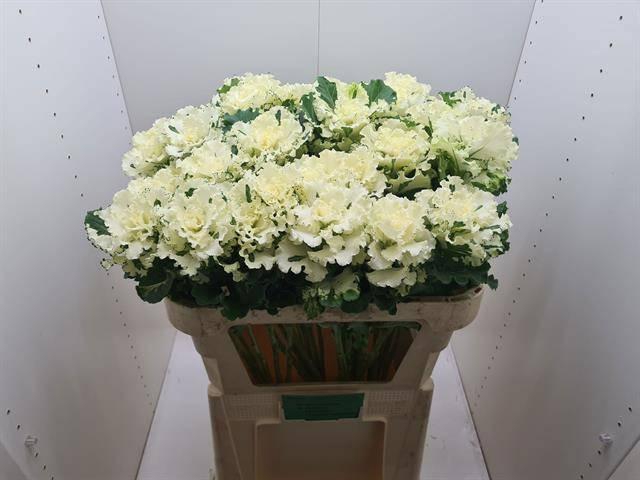 <h4>BRASS CRANE RU WHITE</h4>