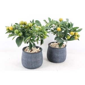 arr3 SN - Ker. dark pot duke L Citrus