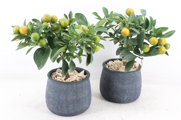 <h4>arr3 SN - Ker. dark pot duke L Citrus</h4>