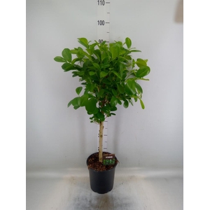 Ficus microcarpa 'Moclame'