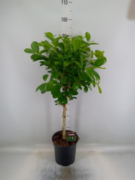 <h4>Ficus microcarpa 'Moclame'</h4>