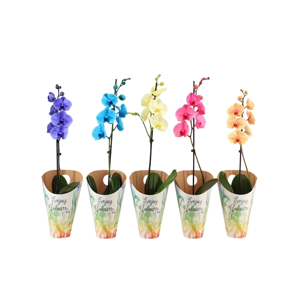 <h4>Enjoy Potcover Phal I Am Mix 1T9+</h4>