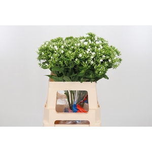 Phlox P Whitecap