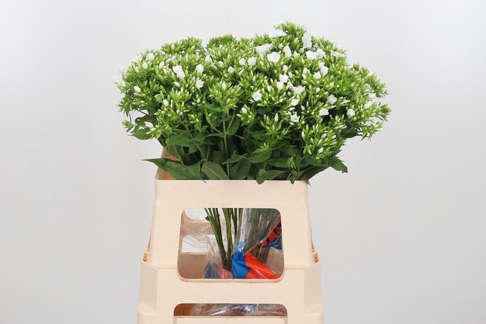 <h4>Phlox P Whitecap</h4>