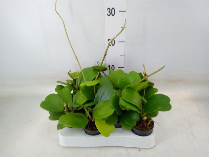 <h4>Hoya kerrii</h4>