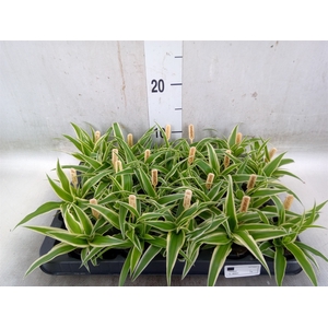 Chlorophytum com. 'Ocean'