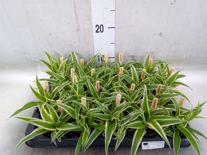<h4>Chlorophytum com. 'Ocean'</h4>