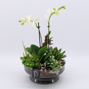 PHAL-2419W Phalaenopsis creatie