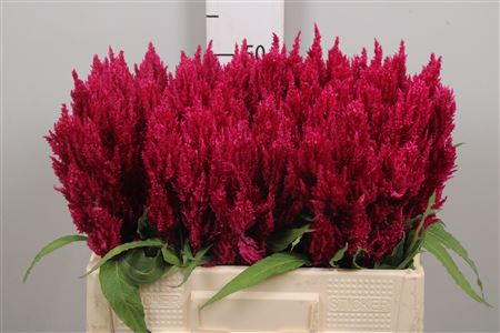 <h4>Cel P Sunday Red</h4>