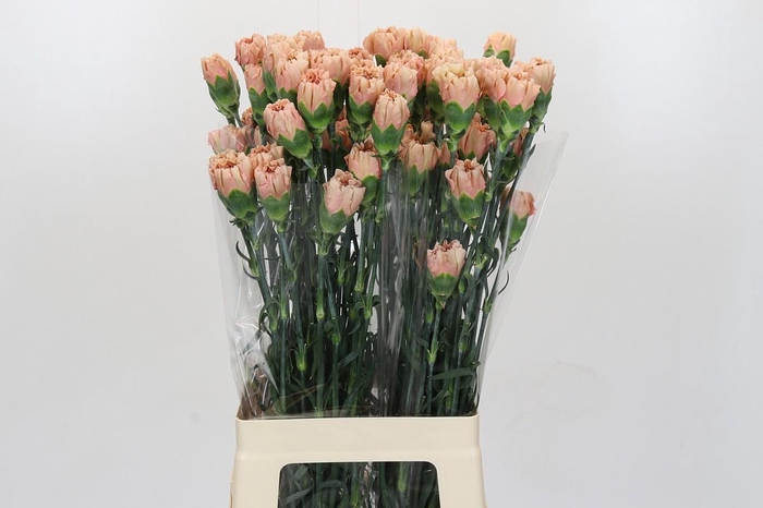 <h4>Dianthus St Honey</h4>